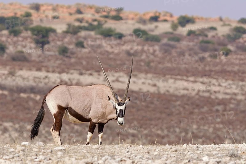 Gemsbok (Oryx gazella), adult, standing at the top of the hill, looking at camera, alert, Kgalagadi Transfrontier Park, Northern Cape, South Africa