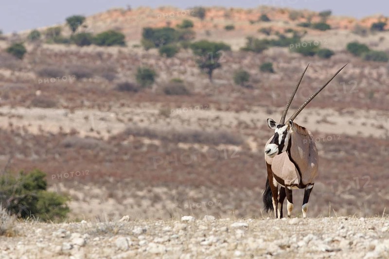 Gemsbok (Oryx gazella), adult, standing at the top of the hill, looking around, alert, Kgalagadi Transfrontier Park, Northern Cape, South Africa