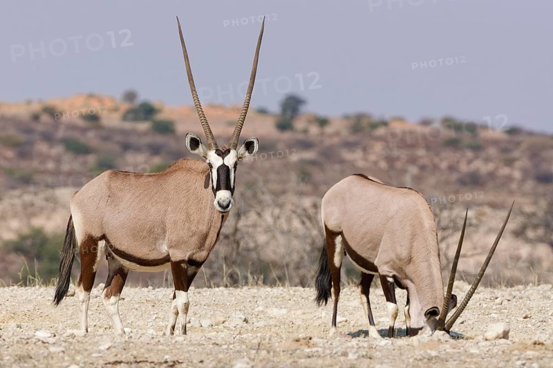 Gemsboks (Oryx gazella), two adult females standing at the top of the hill, one looking at camera, the other foraging, head in a hole, Kgalagadi Transfrontier Park, Northern Cape, South Africa