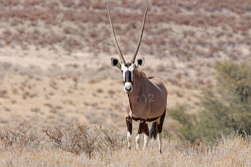 Gemsbok (Oryx gazella), adult female in dry grass, standing at the top of the hill, looking at camera, alert, Kgalagadi Transfrontier Park, Northern Cape, South Africa