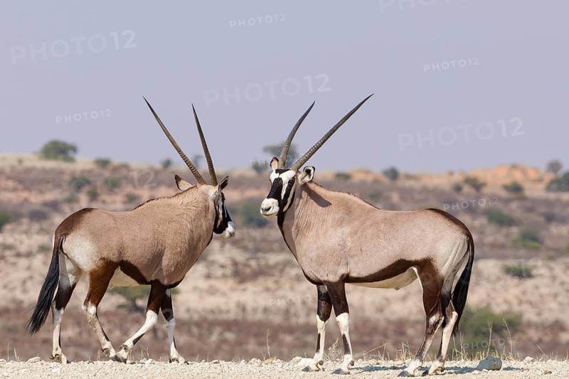 Gemsboks (Oryx gazella), two adult males, standing at the top of the hill, Kgalagadi Transfrontier Park, Northern Cape, South Africa