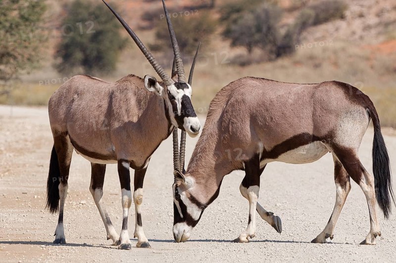Gemsboks (Oryx gazella), young adult male and adult female, on gravel road, foraging on the ground, Kgalagadi Transfrontier Park, Northern Cape, South Africa
