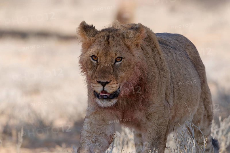 African lion (Panthera leo), young male walking in the shade, looking at camera, alert, Kgalagadi Transfrontier Park, Northern Cape, South Africa