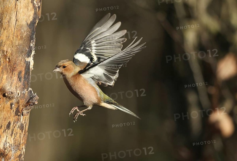 Chaffinch (Fringilla coelebs) male in flight, approach to forage wood, winter feeding, Allgäu, Bavaria, Germany, Allgäu, Bavaria, Germany