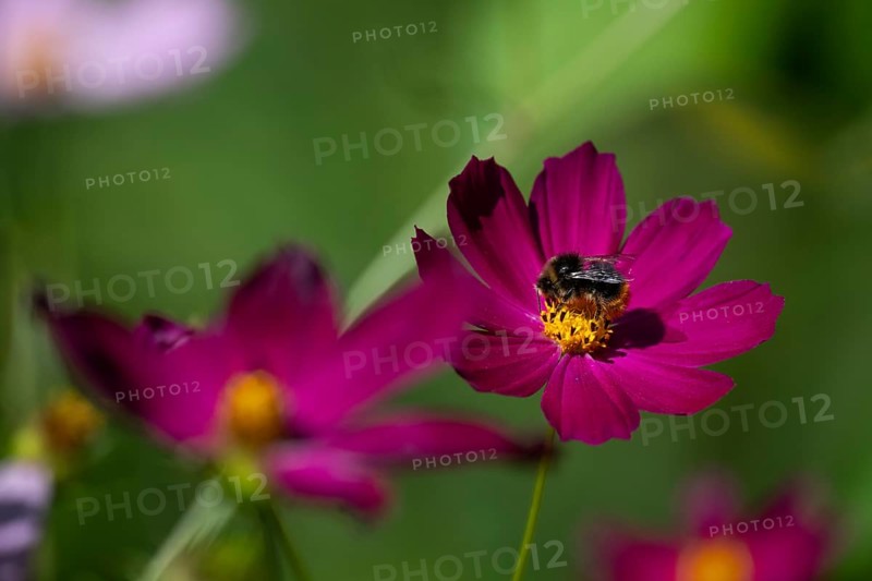 Bumblebee collects nectar on a pink jewelry basket (Cosmos bipinnatus), Finland