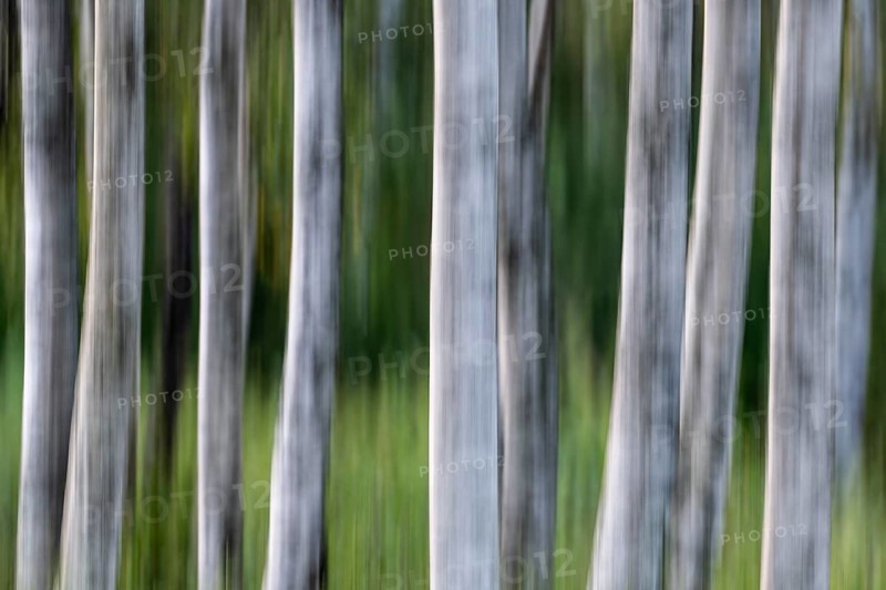 Birch trunks, white bark, birch (Betula), wiping, forest, Sweden