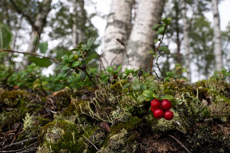 Ripe red shiny cranberries (Vaccinium vitis-idaea), mossy forest soil, birch forest, Sweden