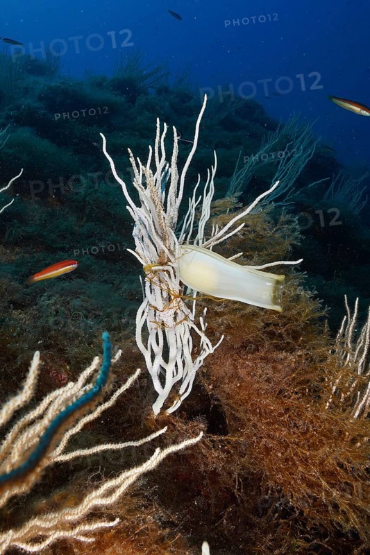 Egg capsule of large spotted cat shark (Scyliorhinus stellaris) attached to white gorgony (Eunicella singularis) in the Mediterranean near Hyères, Giens peninsula diving site, Porquerolles, Provence, Côte d'Azur, France