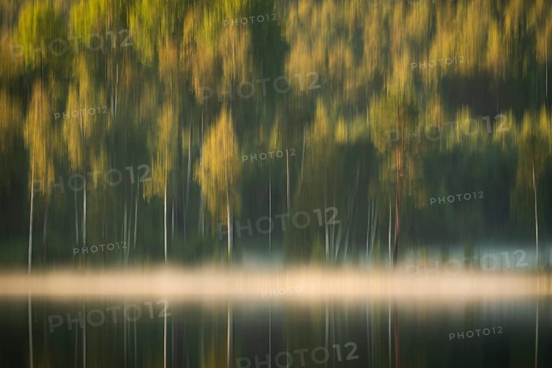 Rising fog, birch trees, lakeside, lake, forest, wipe, near Sunne, Sweden