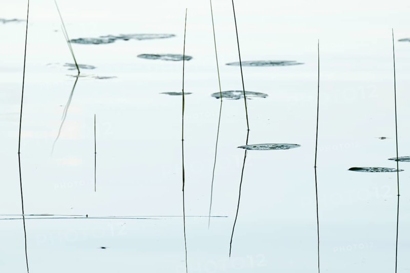 Seagrass is reflected on still water surface, lake, near Sunne, Sweden