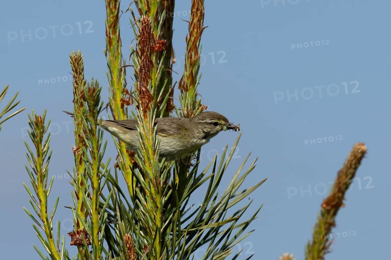 Garden warbler (Sylvia borin) adult bird in a hedgerow with insects for food in its beak in summer, England, United Kingdom