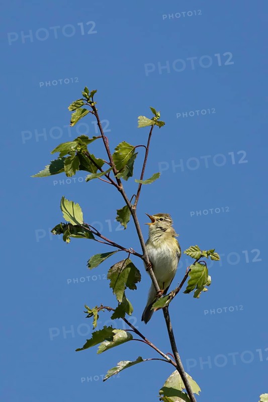 Garden warbler (Sylvia borin) adult male bird singing in a tree in spring, England, United Kingdom