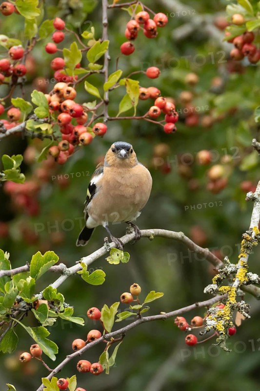 Eurasian chaffinch (Fringilla coelebs) adult male bird in a hawthorn hedgerow with red berries in summer, England, United Kingdom