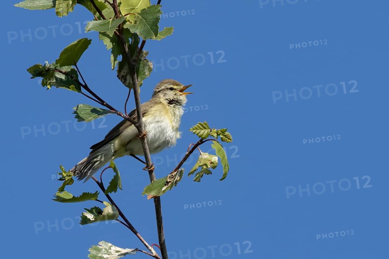 Garden warbler (Sylvia borin) adult male bird singing in a tree in spring, England, United Kingdom