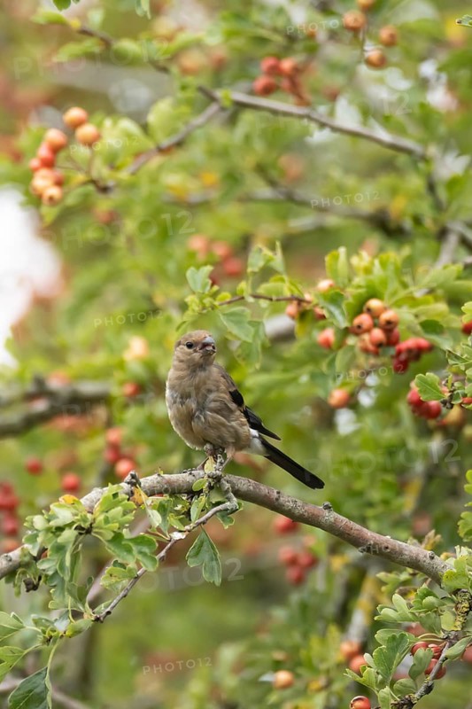 Eurasian bullfinch (Pyrrhula pyrrhula) juvenile bird in a hawthorn hedgerow with red berries in summer, England, United Kingdom