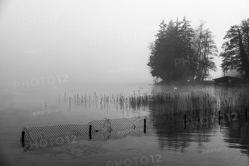 Reeds and fences in foggy Starnberger See, leaves and conifers behind, black and white photo, Historisches Hotel La Villa, Niederpöcking, Upper Bavaria, Bavaria, Germany