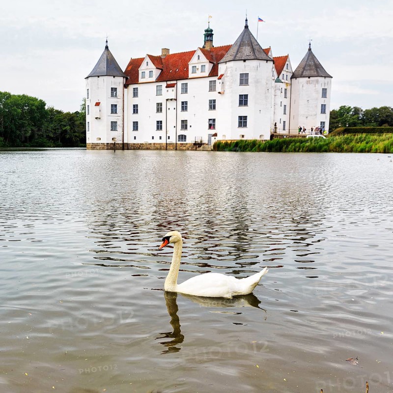 Hocker swan (Cygnus olor) in front of Glücksburg Castle, residential castle, moated castle with museum, Renaissance architecture, Glücksburg, Germany