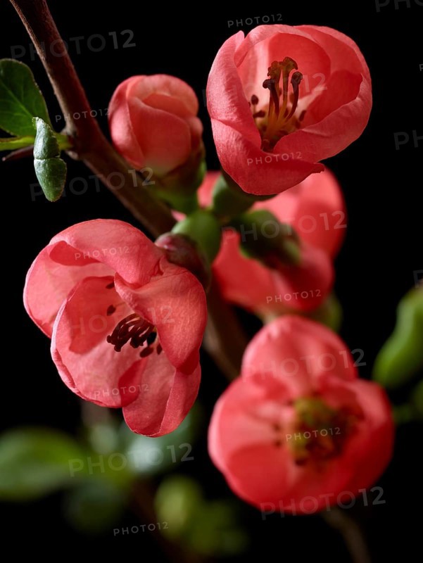 Quince branch with flowers (Cydonia oblonga) against black background