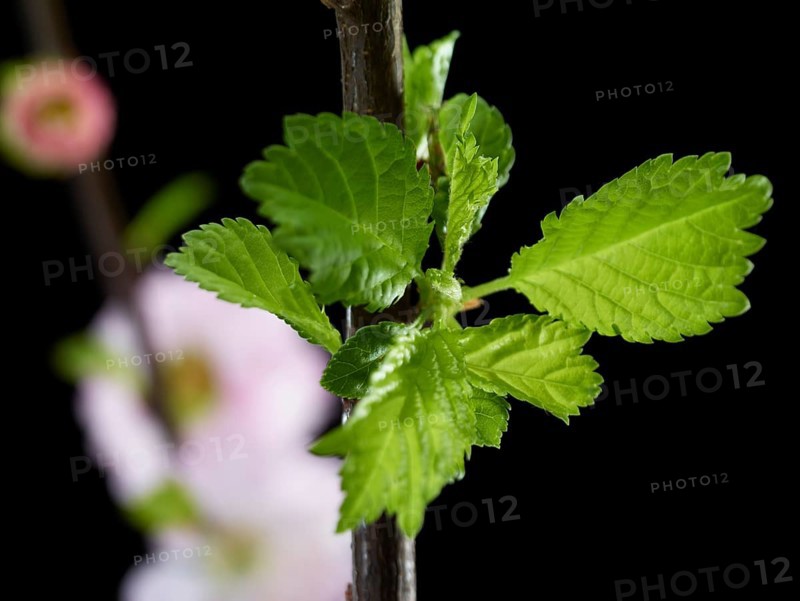 Almond branch with flowers and leaves (Prunus triloba) against a black background