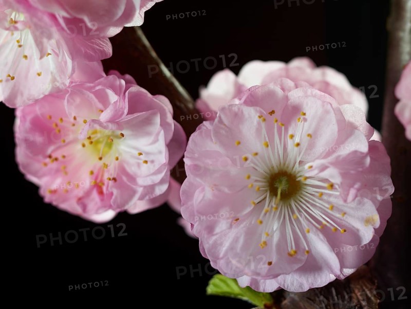 Almond branch with flowers (Prunus triloba) against a black background