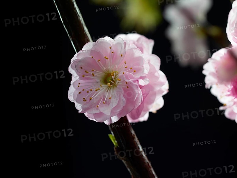 Almond branch with flower (Prunus triloba) against black background