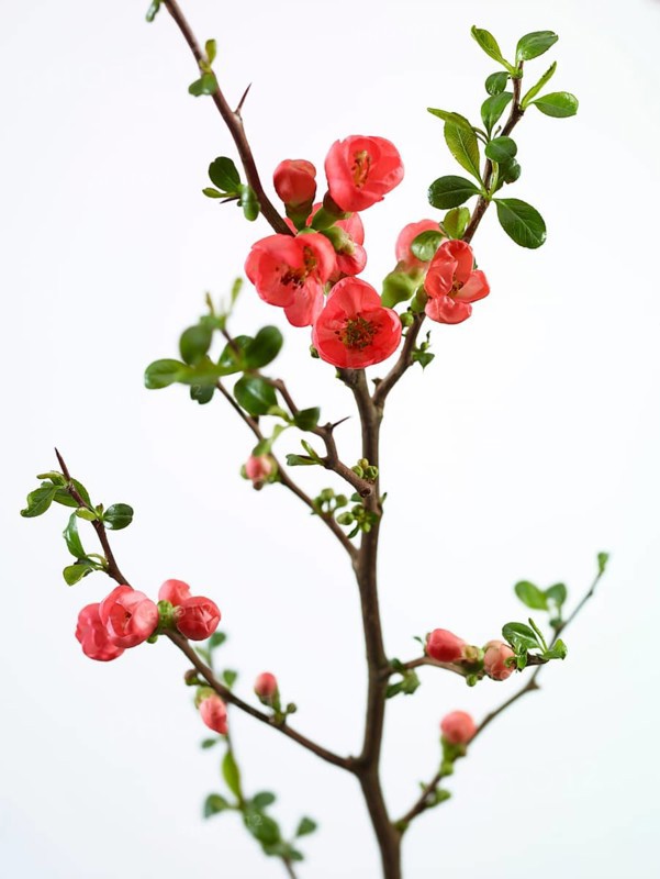 Quince branch with flowers (Cydonia oblonga) against white background