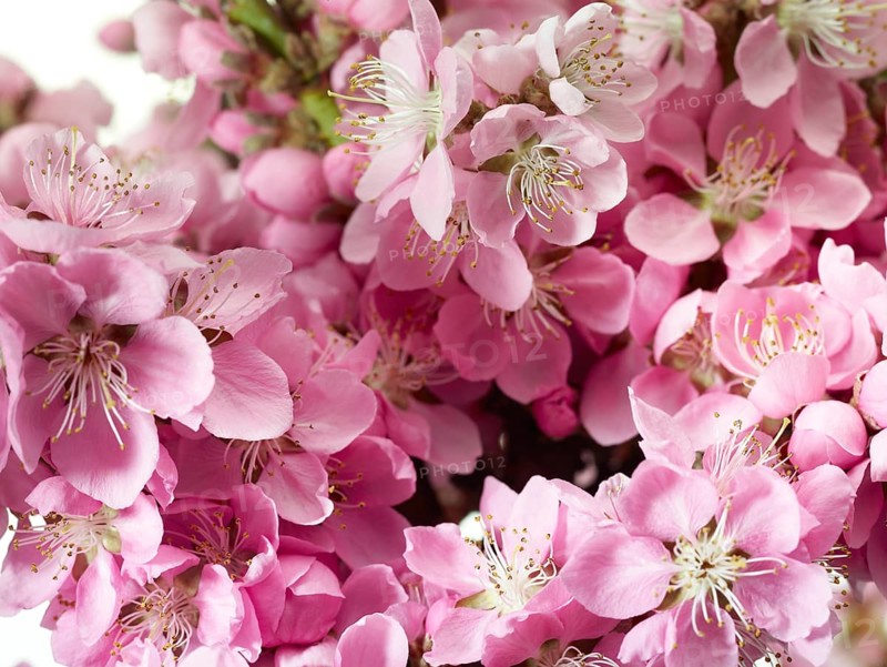 Nectarine flowers (Prunus persica var. nucipersica)