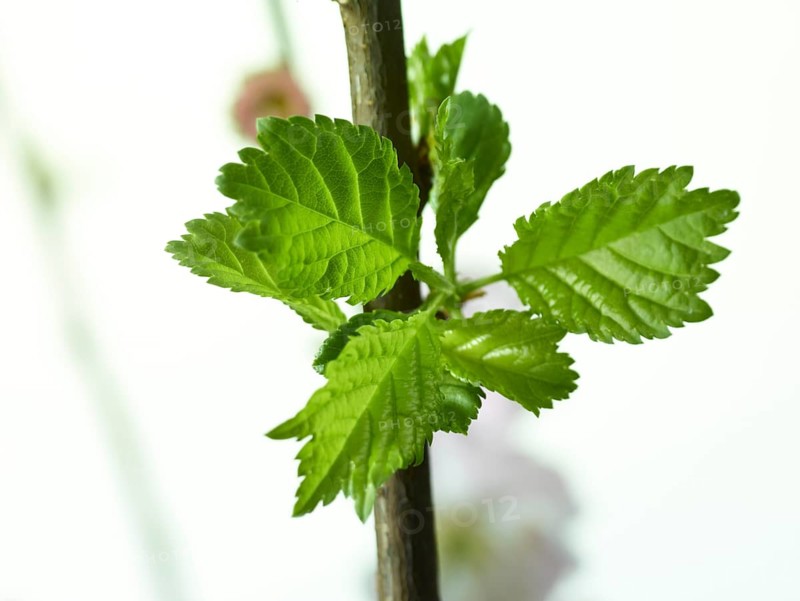 Almond branch with flowers and leaves (Prunus triloba) against white background