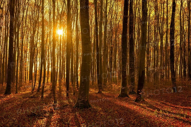 A light beech forest with warm sunset light between the trees, Swabian Jura, Baden-Württemberg, Germany