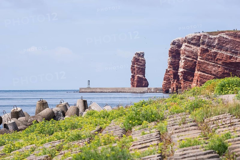 Sunny coastline with concrete tetrapods by the sea, coastal protection, protective wall, paved coastal strip with sea fennel (Crithmum maritimum) and other coastal plants, neophyte, red cliffs and Lange Anna in the background, coastal path on the cliff, many people on the cliffs, rock layers in red sandstone, surf pillars, overcast sky, blue sea on horizon, west cliff, high-seas island of Heligoland, North Sea, Pinneberg district, Schleswig-Holstein, Germany