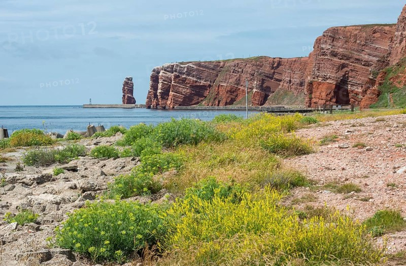 Sunny coastline with concrete tetrapods by the sea, coastal protection, protective wall, coastal strip with sea fennel (Crithmum maritimum), neophyte, sweet clover (Melilotus officinalis), other coastal plants, red cliffs and Lange Anna in the background, coastal path on the cliff, many people on the cliffs, rock layers in red sandstone, surf pillars, overcast sky, blue sea on the horizon, western cliff, high-seas island of Heligoland, North Sea, Pinneberg district, Schleswig-Holstein, Germany