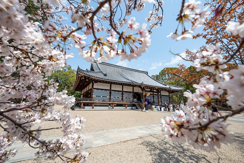 Blooming cherry trees, Kondo main hall of Ninna-ji Temple, Buddhist temple complex, Kyoto, Japan