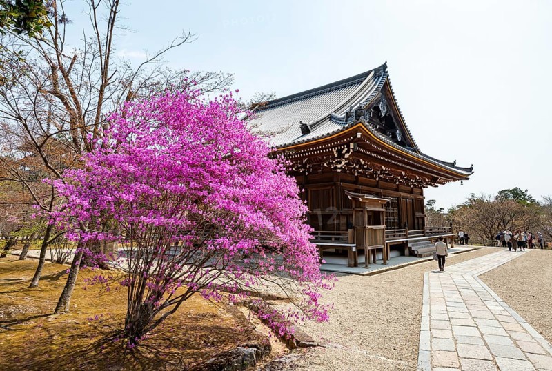 Kannondo of Ninna-ji Temple, purple blooming bush in spring, Buddhist temple complex, Kyoto, Japan