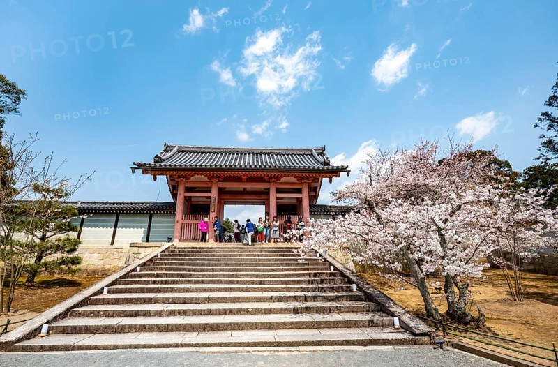 Path with blossoming cherry tree, Chumon Gate of Ninna-ji Temple, Buddhist temple complex, Kyoto, Japan