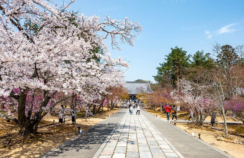 Wide path with blooming cherry trees, Niomon Gate of Ninna-ji Temple in the back, Buddhist temple complex, Kyoto, Japan