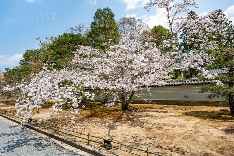 Wide path with blooming cherry tree, Ninna-ji Temple, Buddhist temple complex, Kyoto, Japan