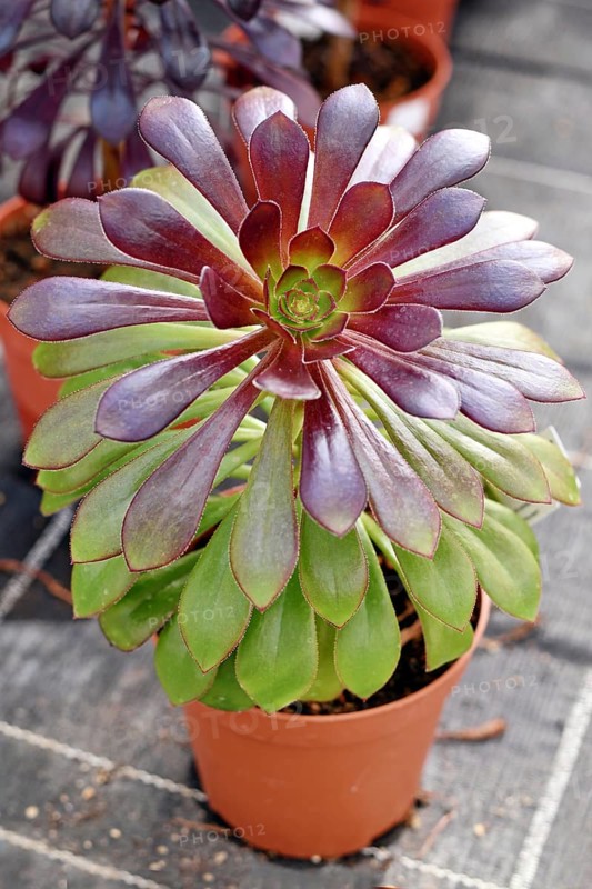 'Aeonium Arboreum' succulent with green and dark purple leaves. Decorative rosette-shaped plant in pot
