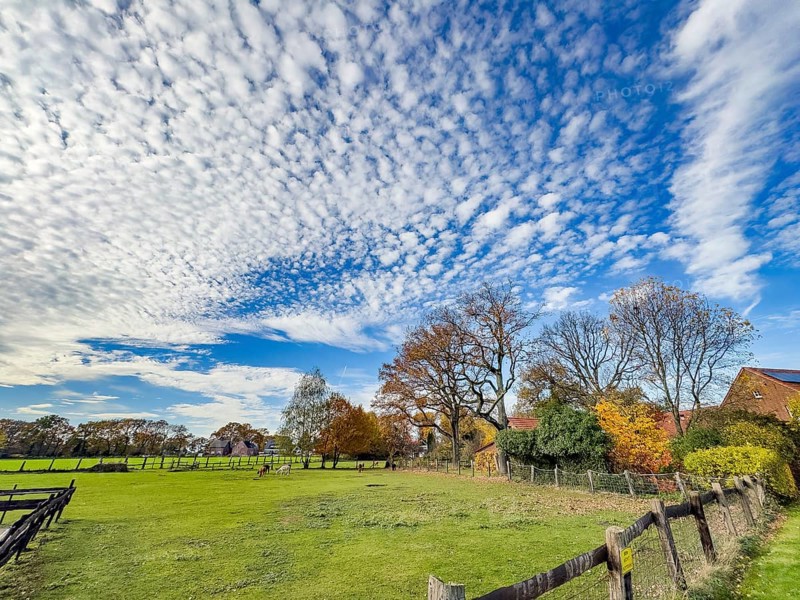 Dense cloud field of medium-height white clouds Altocumulus stratiformis subspecies of altocumulus clouds popularly sheep clouds on the right at the edge of the picture Altostratus attract against blue sky over rural area front down green willow behind colorful autumn trees trees with colorful leaves, Germany