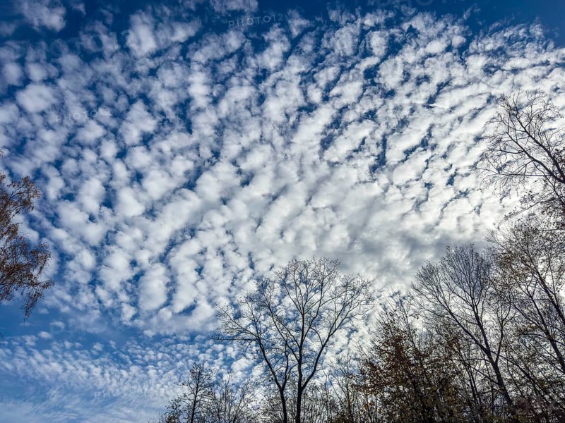 Cloud field thick cloudiness from off with white high clouds Stratoumulus stratiformis against blue sky popularly sheep clouds, international