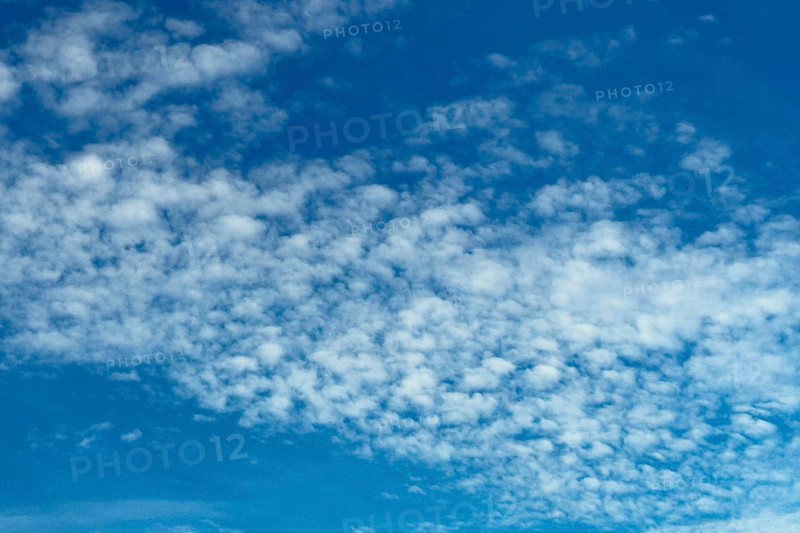 Medium-height white clouds of Altocumulus stratiformis perlucidus lacunosus against a blue sky, international
