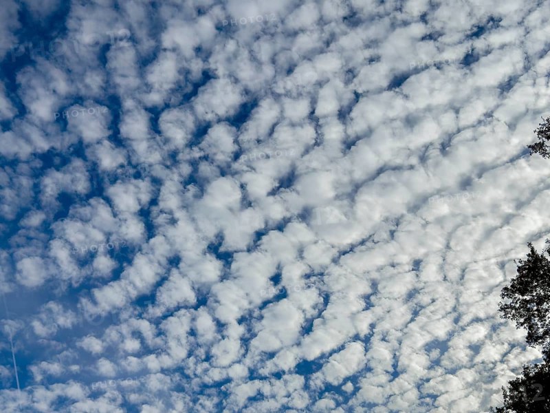 Dense cloud cover from with white medium-height clouds Altocumulus stratiformis popularly sheep clouds against a blue sky, international