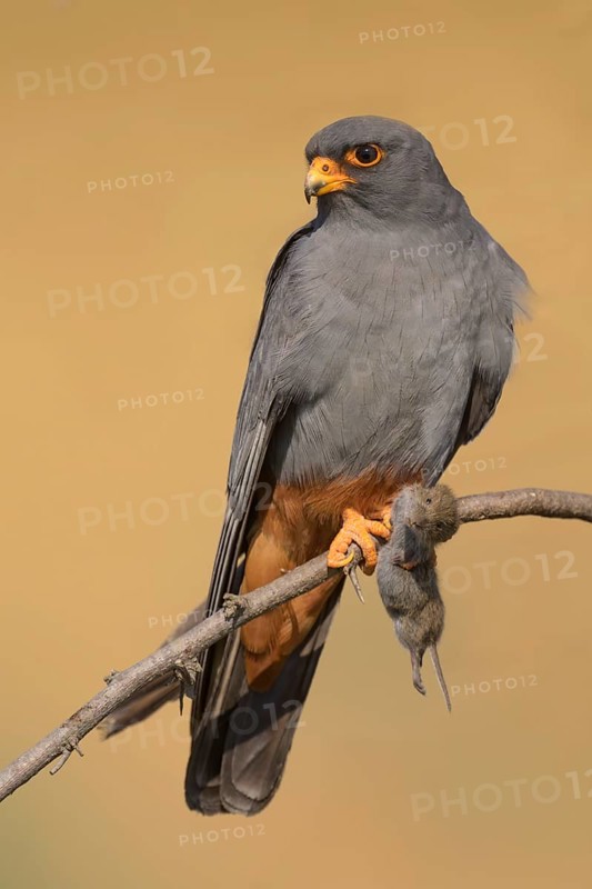 Red-footed falcon (Falco vespertinus), adult male sitting with a captured mouse, Kiskunság National Park, Hungary