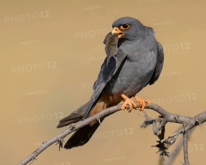 Red-footed falcon (Falco vespertinus), adult male sitting with a captured mouse, Kiskunság National Park, Hungary