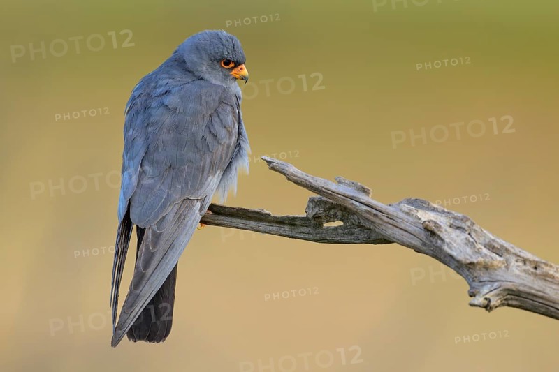 Red-footed falcon (Falco vespertinus), adult male sitting, Kiskunság National Park, Hungary