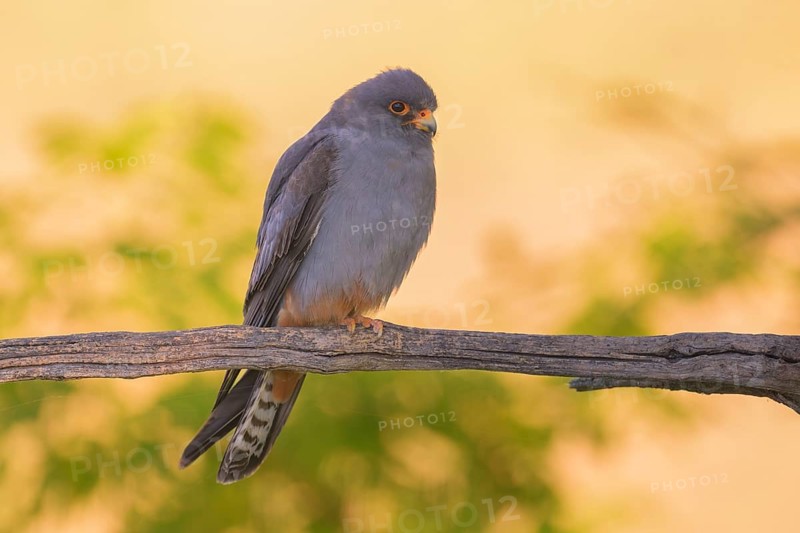 Red-footed falcon (Falco vespertinus), male sitting in the first morning light, Kiskunság National Park, Hungary