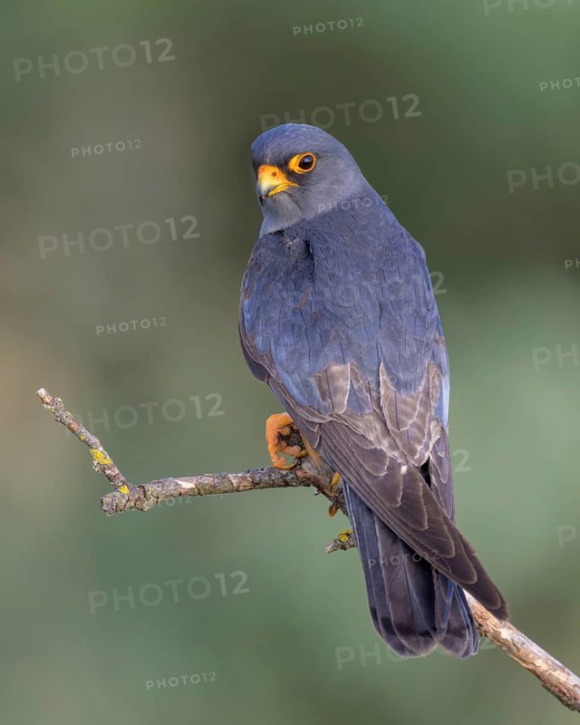 Red-footed falcon (Falco vespertinus), subadulte male sitting, Kiskunság National Park, Hungary