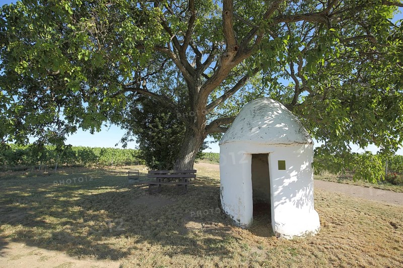 Trullo am Baum mit Bench, Vineyards, Grapevines, Wine-growing region, Weinberghäuschen, Flörsheim-Dalsheim, Monsheim, Rhine-Hesse region, Rhineland-Palatinate, Germany