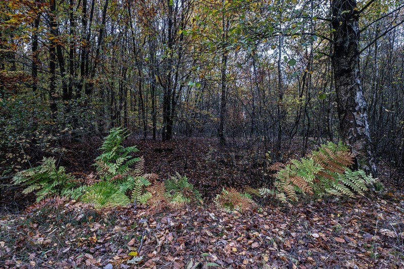 Royal fern (Osmunda regalis) in autumn leaves, Emsland, Lower Saxony, Germany