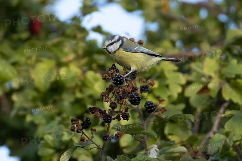 Blue tit (Cyanistes caeruleus) adult bird in a hedgerow on blackberries in summer, England, United Kingdom