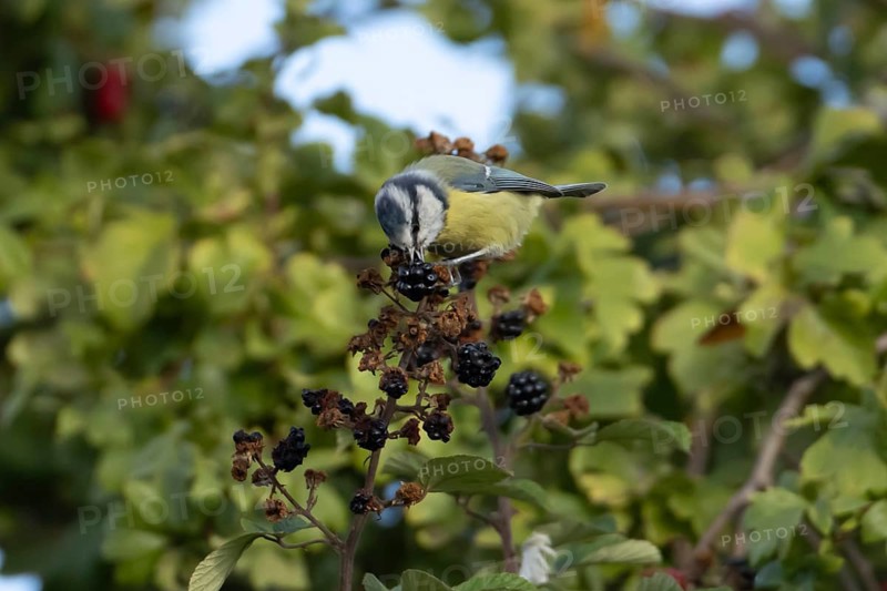 Blue tit (Cyanistes caeruleus) adult bird in a hedgerow feeding on blackberries in summer, England, United Kingdom